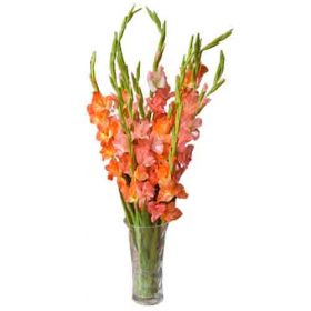 Send Mix Glads Bunch To Pakistan